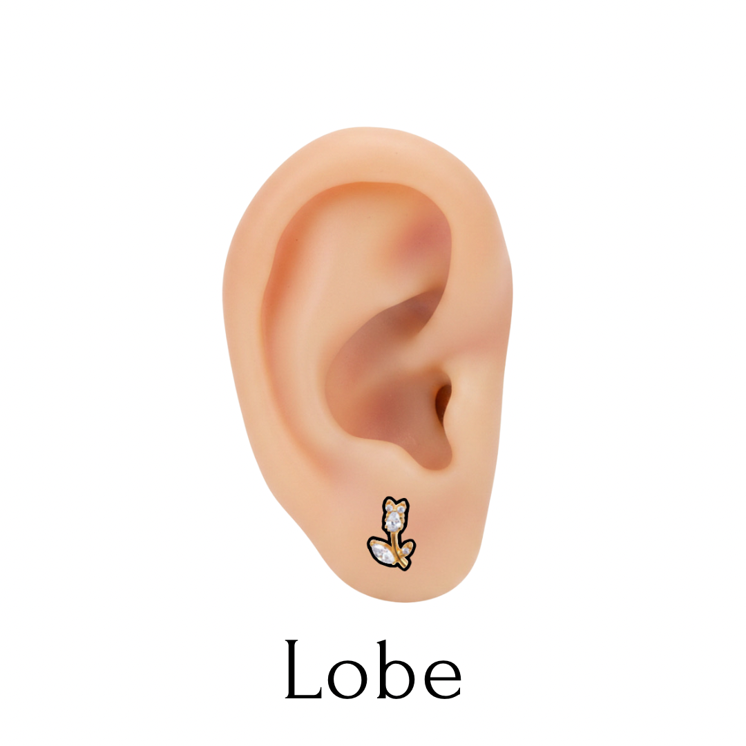 Lobe