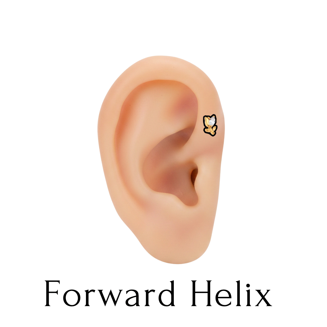 Forward Helix